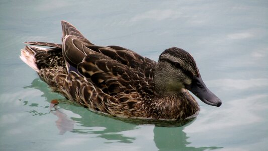 Lake balaton wild ducks nature