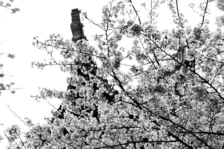 Spring properties black and white