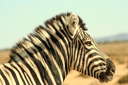 Safari striped namibia
