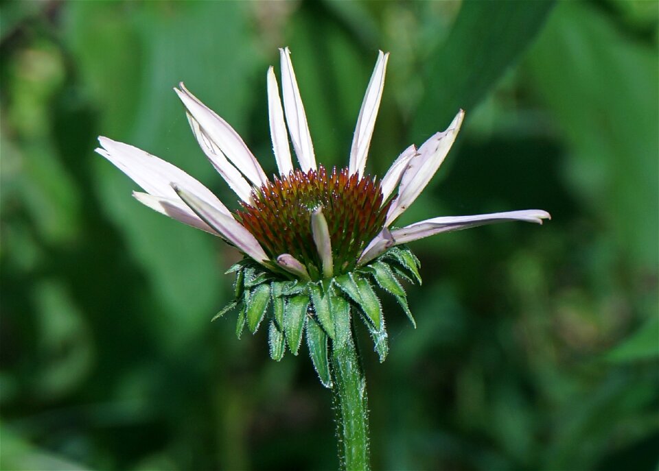 Bud flower bloom