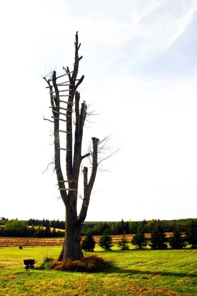Old silhouette ladder