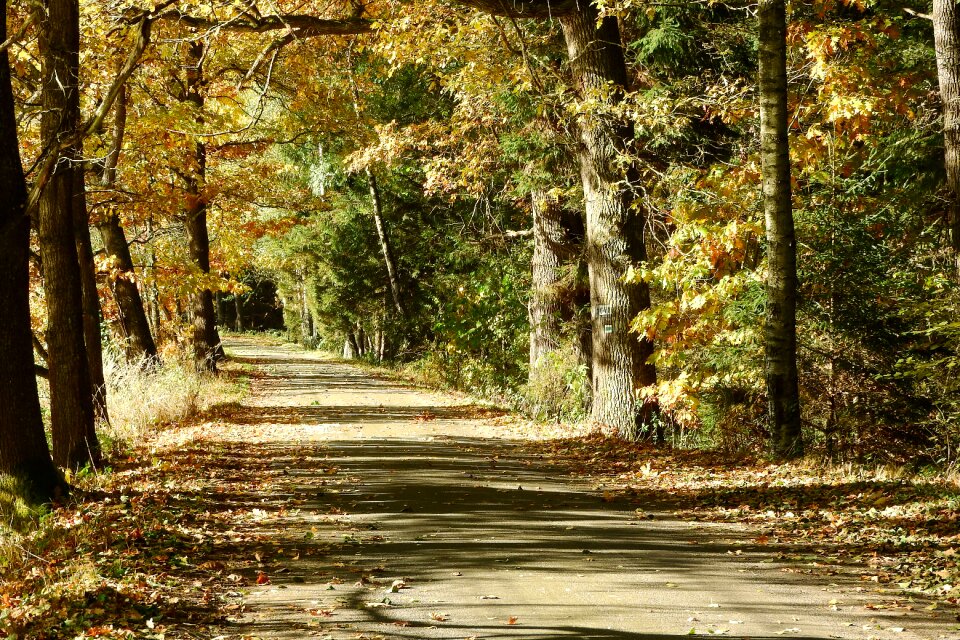 Forest road bohemia walk