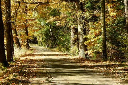 Forest road bohemia walk