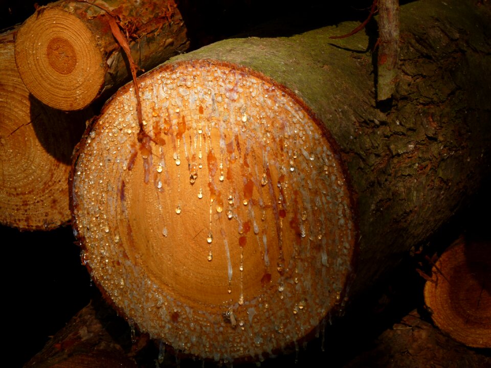 Wood pine felling trees
