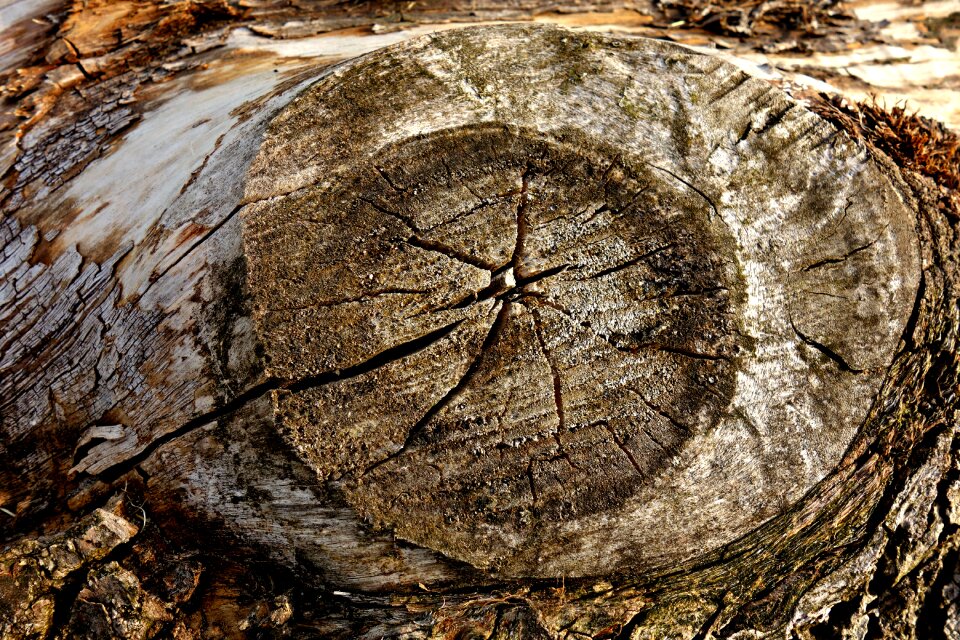Timber dead wood rings