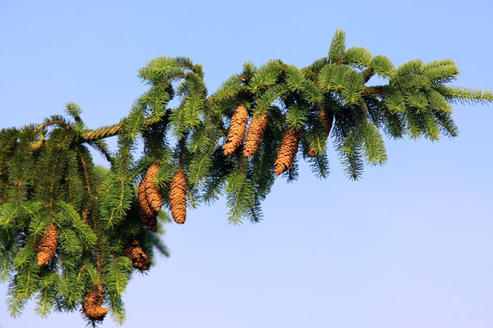 Spruce cone picea abies spruce branch