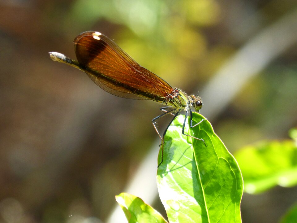 Winged insect wetland cane