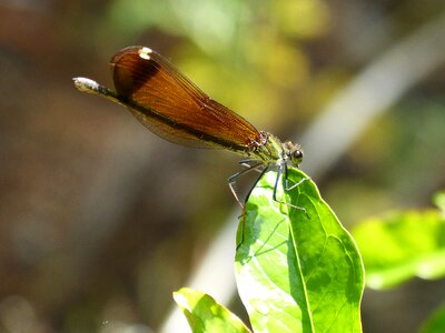 Winged insect wetland cane