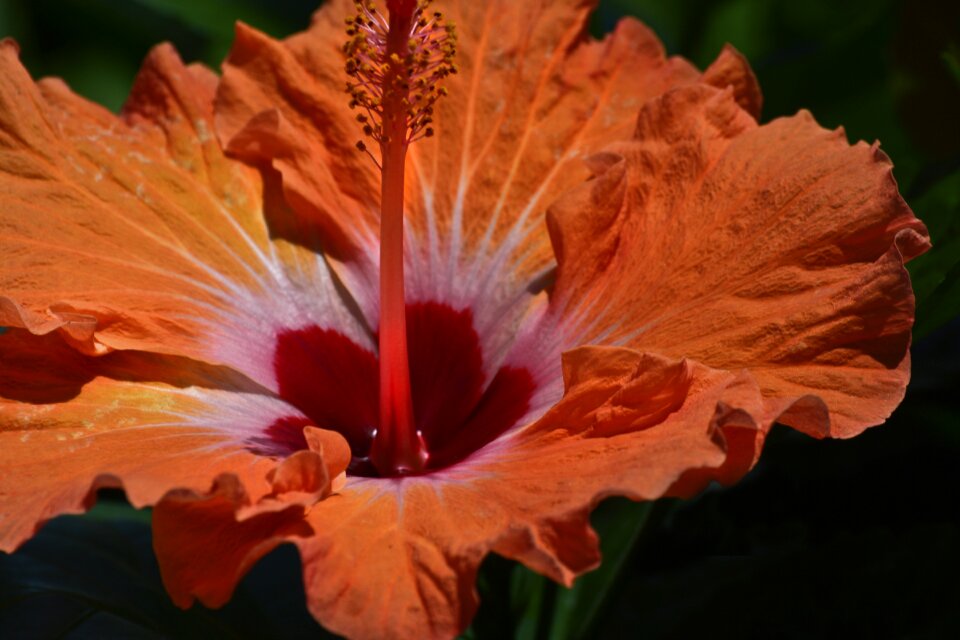 Hawaii floral