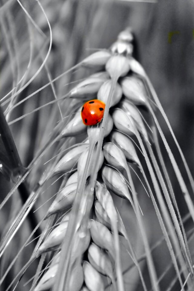 Nature field agriculture