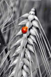 Nature field agriculture