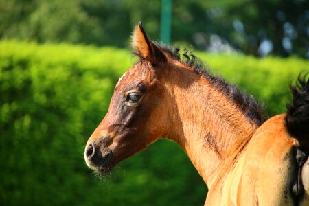 Suckling thoroughbred arabian horse head photo