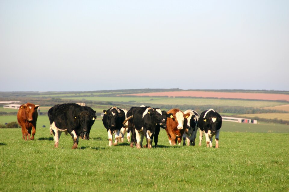 Farm whey nature