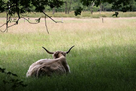 Cow forest oxen photo