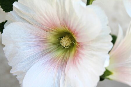 White flora blossom