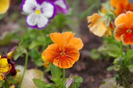 Dacha flowers summer