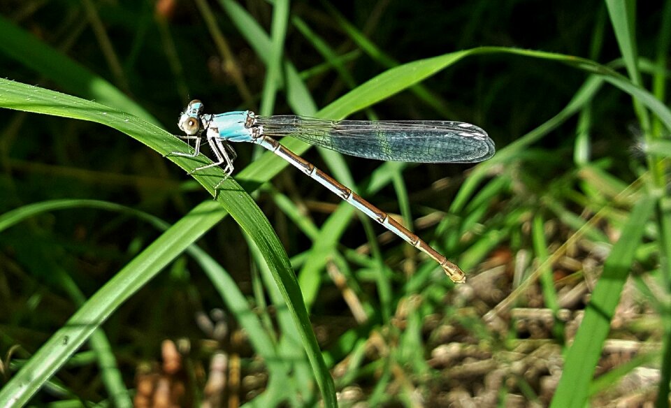 Insectoid winged bug photo