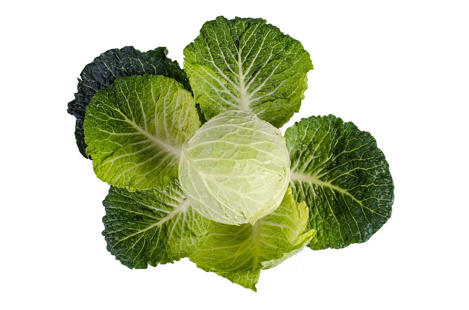 Plant isolated vegetarian