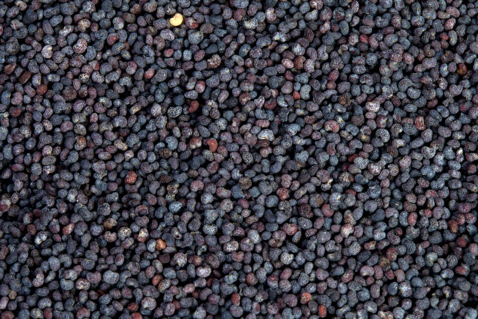 Poppy seeds macro food