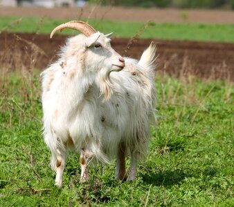 Pet kid nature