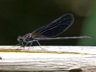 Winged insect wetland cane