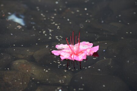 Reflection petals zen