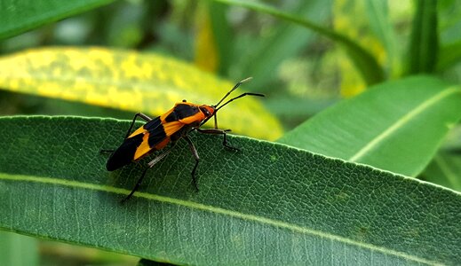 Black and orange leaf close up photo