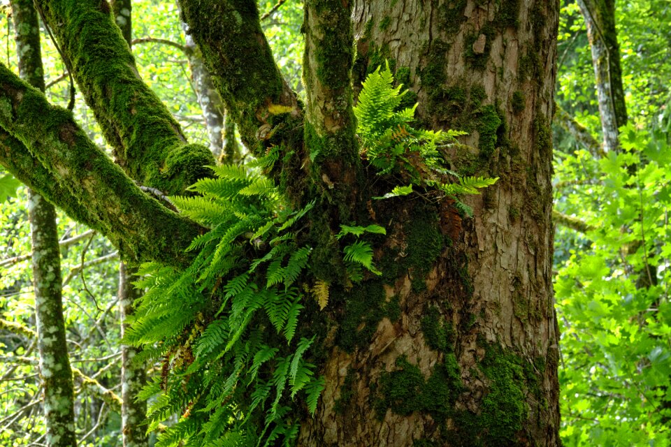 Growth symbiosis nature
