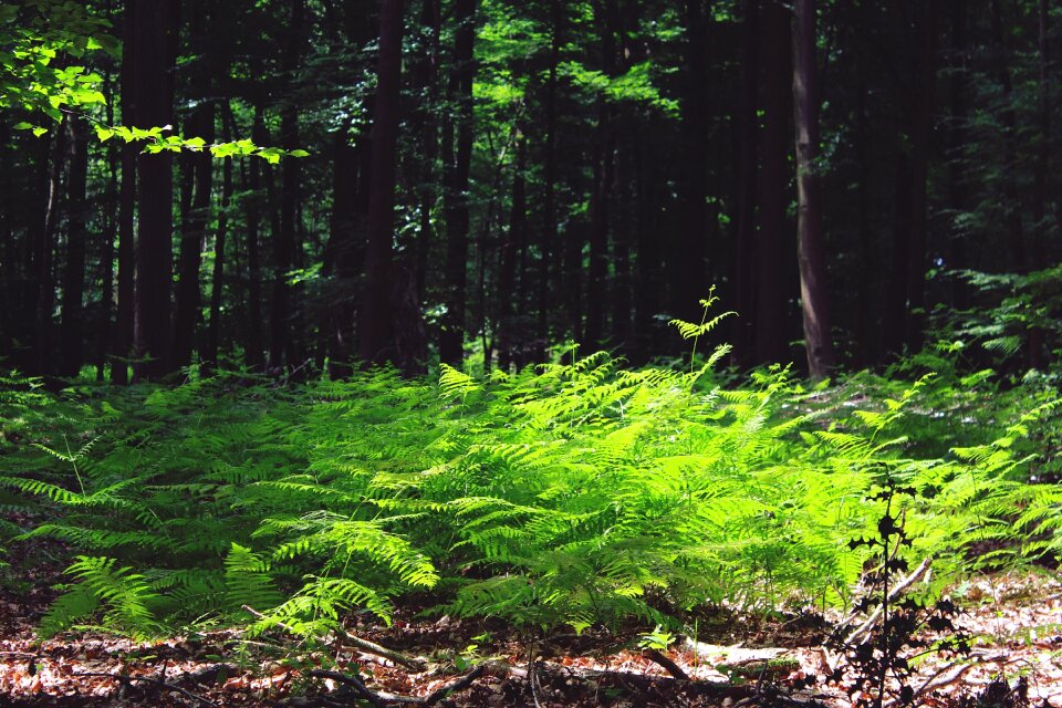 Green plant nature