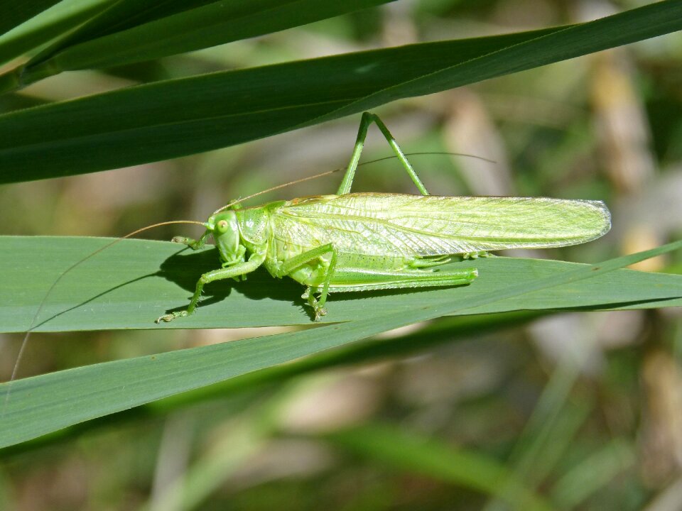 Leaf antennas orthopteron