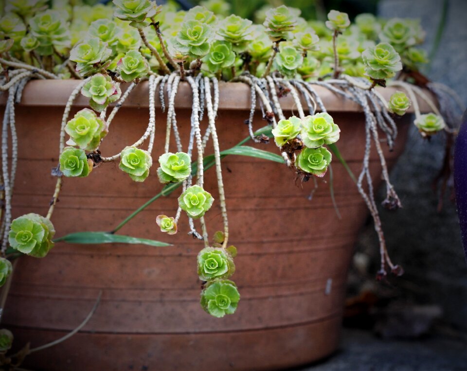 Gardening green spring