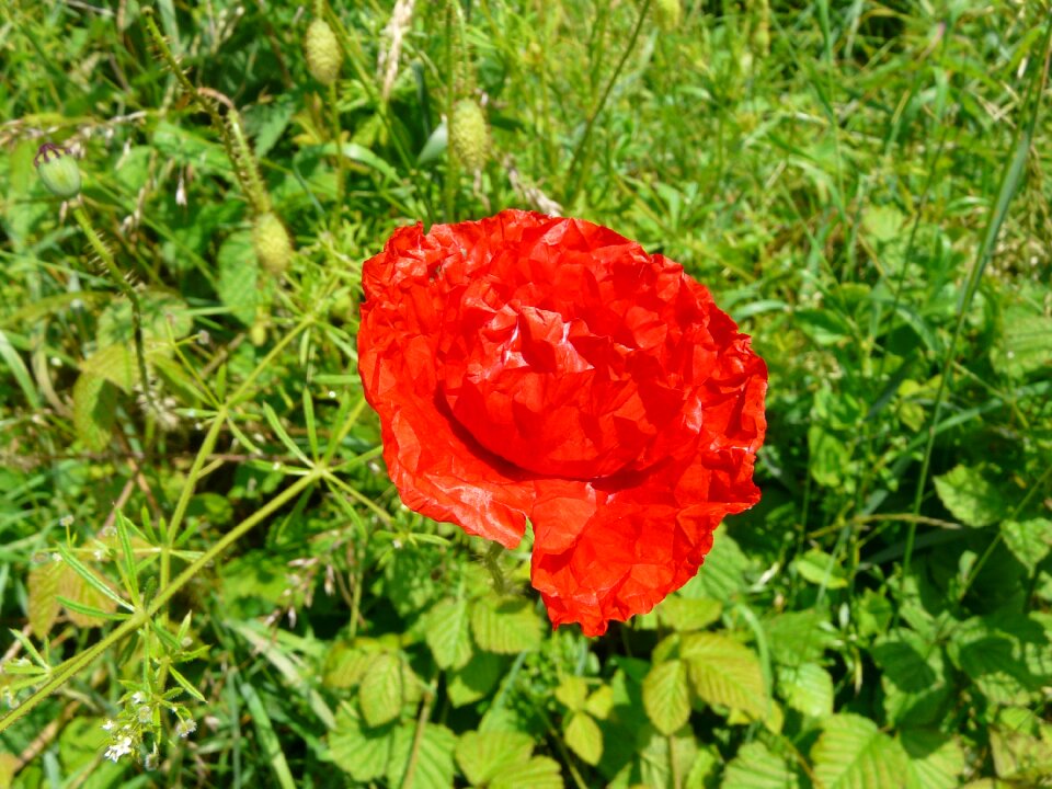Fields flowers poppy