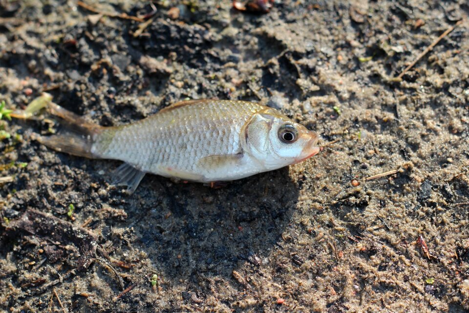 Land beach ecology