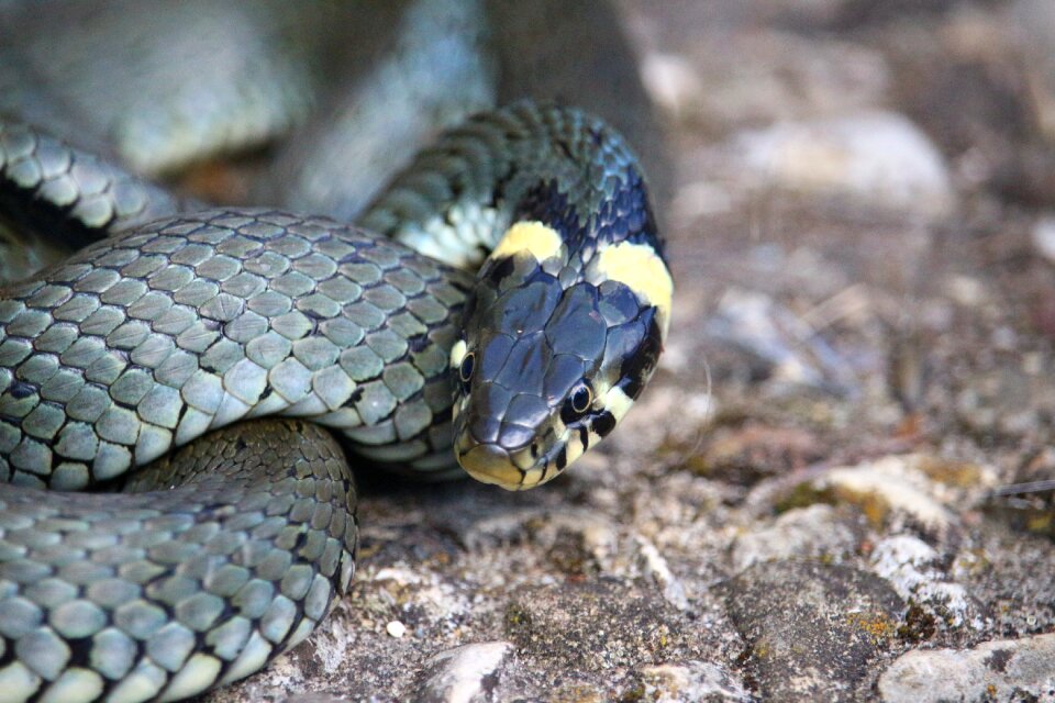 Reptile natrix natrix snakehead