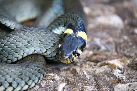 Reptile natrix natrix snakehead