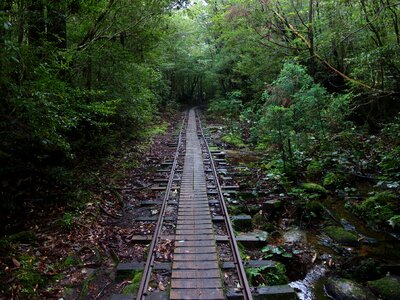 Yakushima island truck road jomon cedar