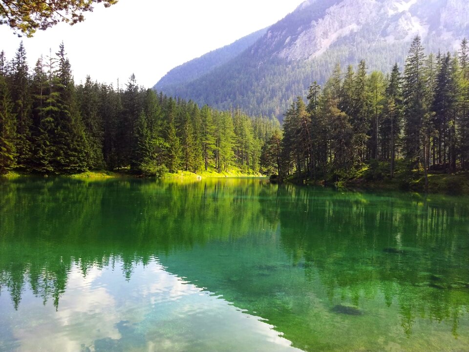 Reflection in the water nature green photo