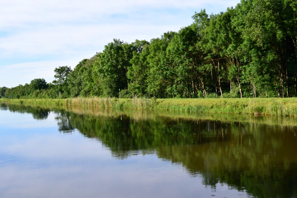 Forest reflection summer