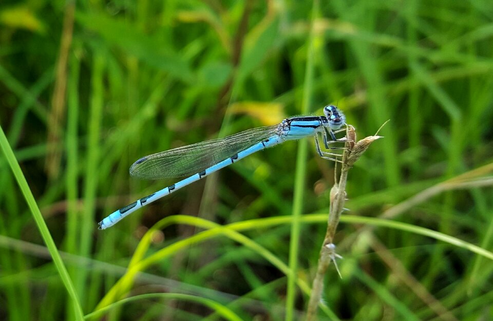 Insectoid winged bug