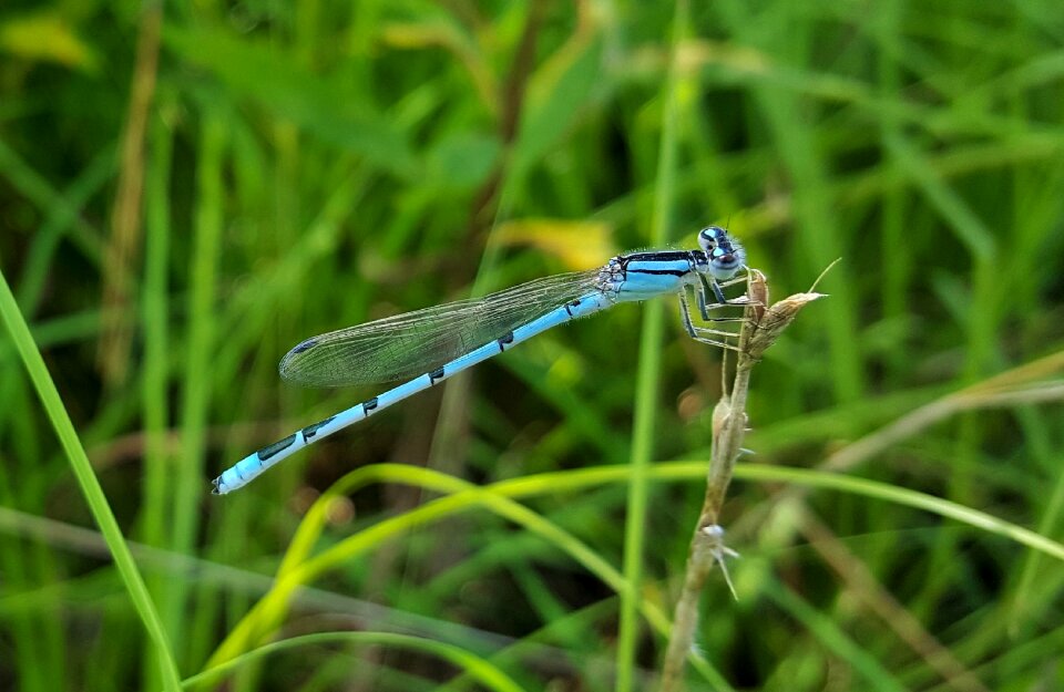 Insectoid winged bug photo