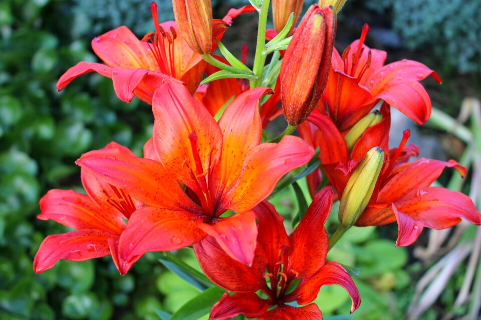Have flowers summer