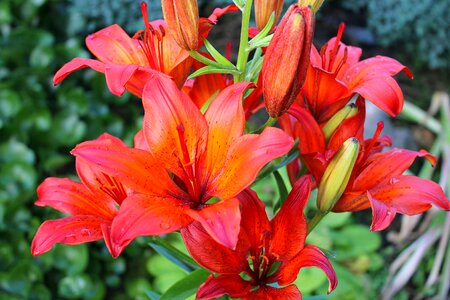 Have flowers summer