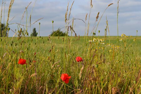 Grasses spring blue sky photo