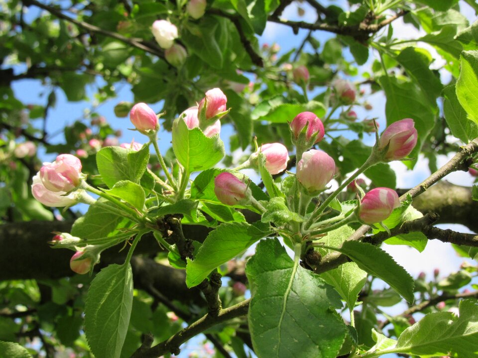 Bud apple buds blossoms