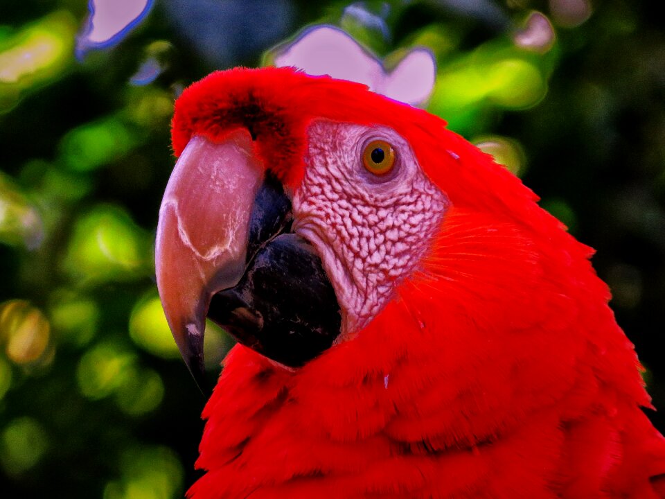 Animal bird feather