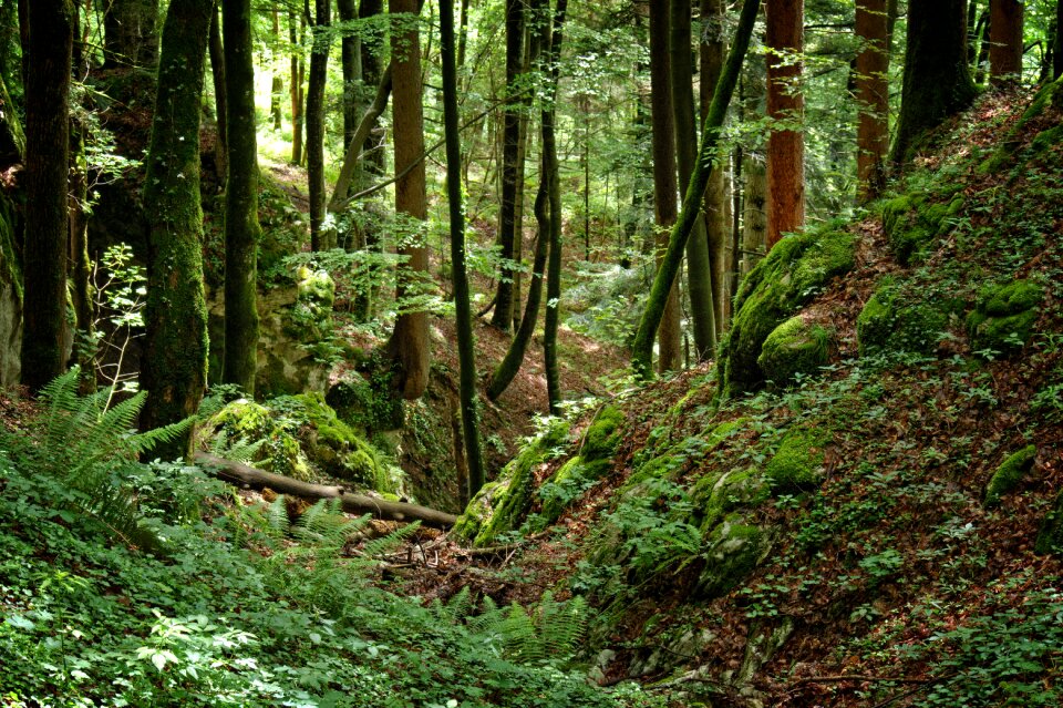 Trees wilderness natural energy