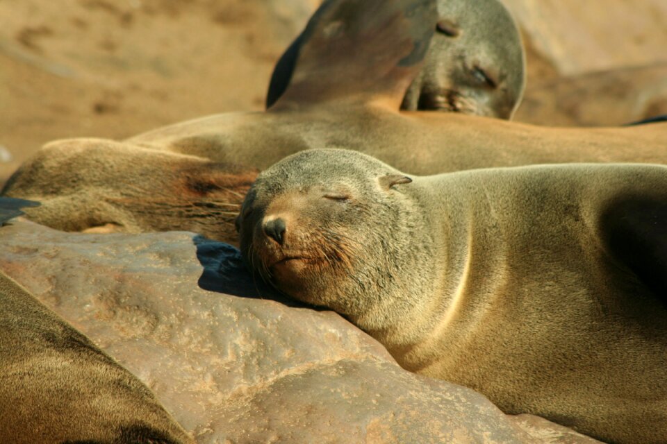 Pinniped otary marine mammal