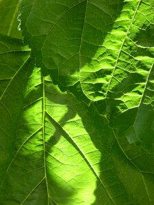 Texture mulberry leaf natural texture photo