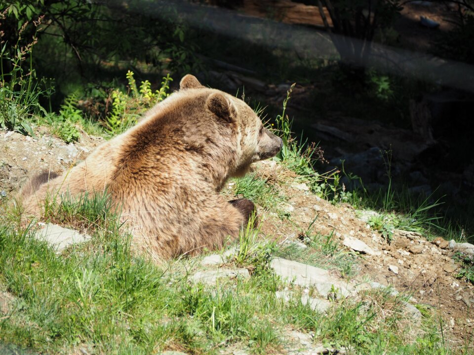 Nature zoo brown bear