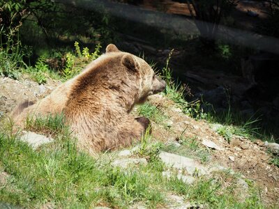 Nature zoo brown bear